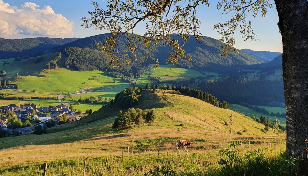 Sommer in Bernau 