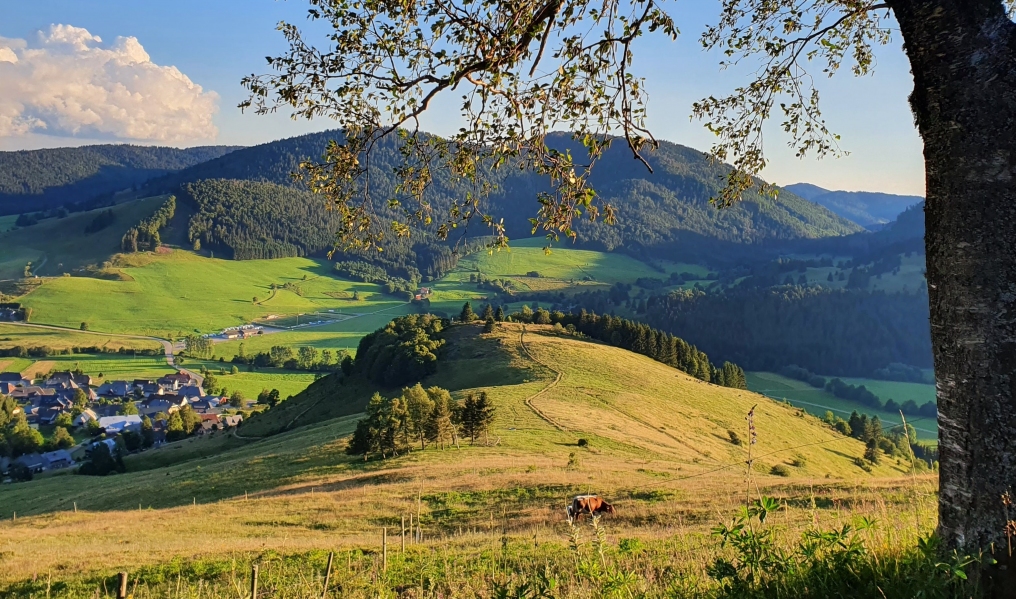 Sommer in Bernau 